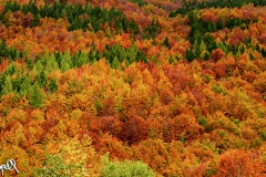 paesaggi1-25