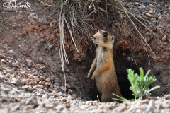 wildlife11