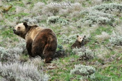 wildlife19