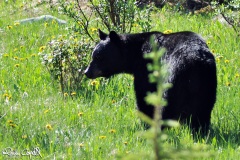 wildlife23