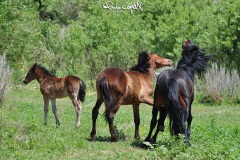 wildlife26