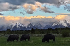 wildlife31